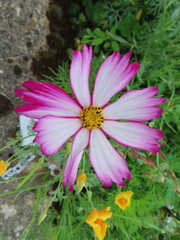 pink cosmos flower in garden