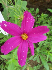 pink cosmos flower in garden