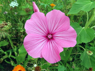 pink malva mallow