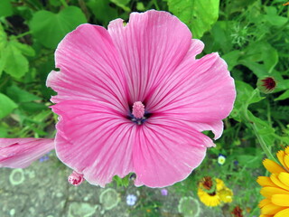 pink malva mallow