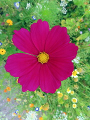 pink cosmos flower in garden