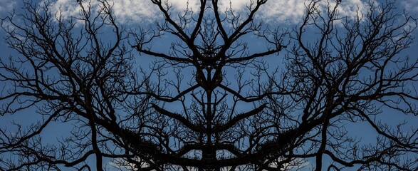 Galhos de árvore e céu azul. 