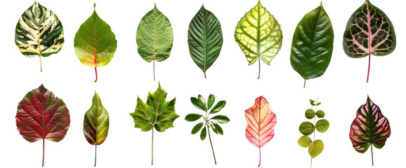 set of various types of leaf shapes in various colors
