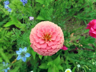 pink zinnia