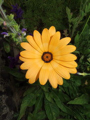 orange Namaqualand daisy (Dimorphotheca sinuata)