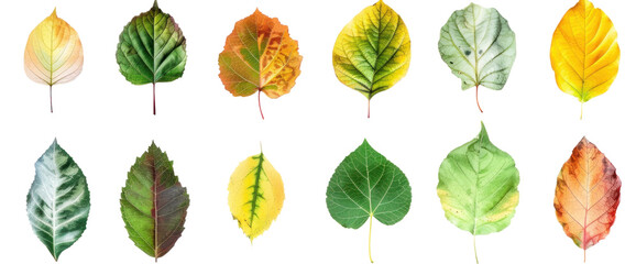 Obraz premium set of various types of leaf shapes in various colors