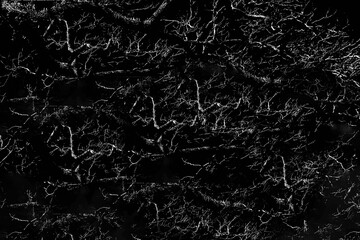 Raiz e barro em preto e branco. 