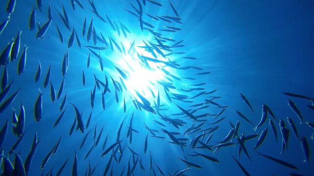 Graceful, synchronized movements of countless sardines as they navigate through the ocean in shimmering, silvery shoals