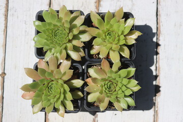 rojnik Sempervivum sukulent