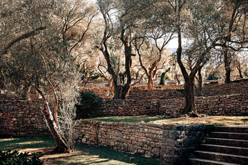 Old olive grove in Milocer park in Montenegro built in cascades