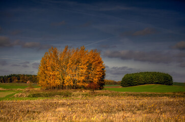 Fototapeta premium Jesień