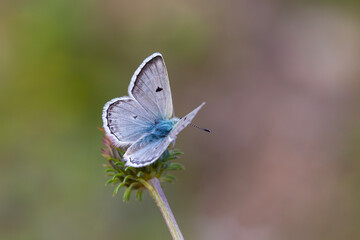 Little blue mountain butterfly with its wings spread, Gavarnie Blue, Polyommatus pyrenaicus