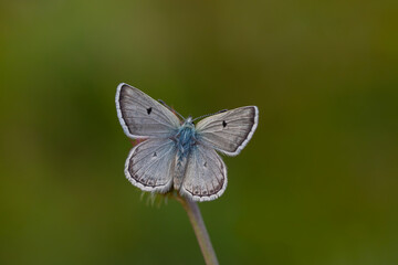 Little blue mountain butterfly with its wings spread, Gavarnie Blue, Polyommatus pyrenaicus