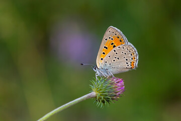 Obraz premium winged fire red butterfly, Balkan Copper, Lycaena candens