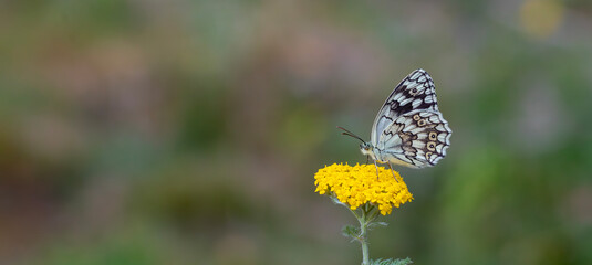large butterfly feeding on a yellow flower, Syrian Marbled White, Melanargia syriaca