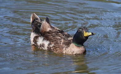 Beautifully patterned duck swimming alone in a pond