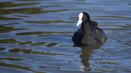 Eurasian coot swimming alone in a pond in Australia