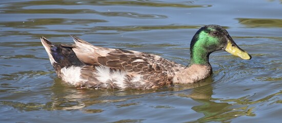 Pretty duck swimming solo in an Australian pond