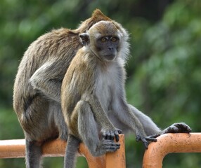 Macaque monkeys resting together on a metal fence in a Malaysian park
