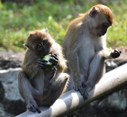 Fototapeta premium Two cute macaque monkeys eating fruit in a Malaysian park