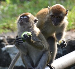 Two young macaque monkeys eating fruit on a metal fence in a Malaysian park