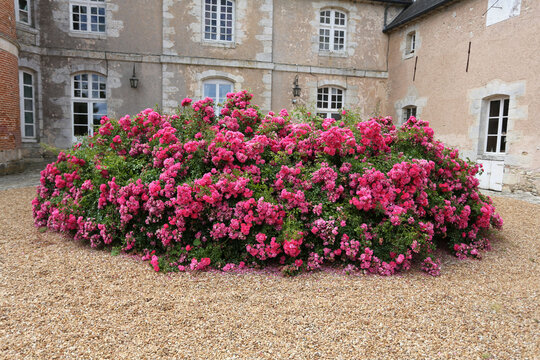Massif d'un rosier D&eacute;corosier devant un ch&acirc;teau