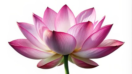 Photo of a graceful lotus flower on a solid white background. Generative AI