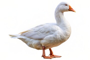 Obraz premium majestic white goose standing proudly solo on pure transparent background, soft feathers glistening, beak slightly open, gentle curious expression, isolated perfectly.
