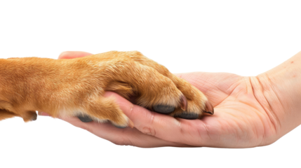 Human hand and dog paw transparent background