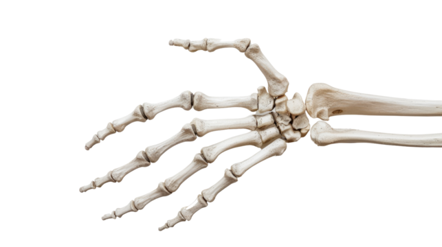 Human hand skeleton transparent background