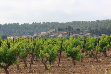 France countryside vineyards