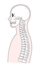 正常な人体骨格の上半身のイラスト