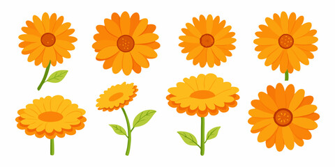 Orange flowers on white background, resembling soft bird plumage. Hand-drawn illustration.