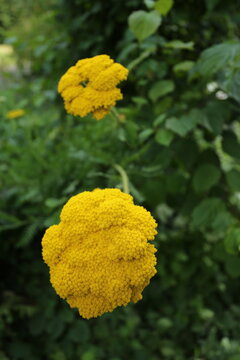Achille jaune en fleurs