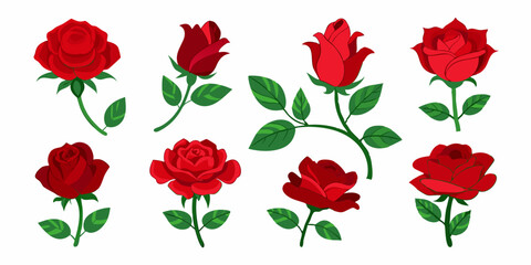 Red rose flowers at various growth stages, from bud to full bloom. Rose Bundle Collection.