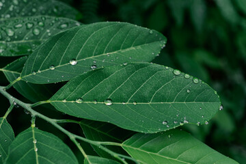 raindrops on green leaf, purity nature background