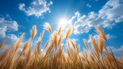 Obraz premium Pampas grass field, vibrant blue sky, fluffy white clouds, golden sunlight, backlit plants, soft focus, dreamy atmosphere, wispy feathery texture, nature photography.