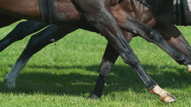 Super Slow Motion of Running Horses on Derby. Closeup of Legs. Filmed on High Speed Cinema Camera, 1000 fps. Speed Ramp Effect.
