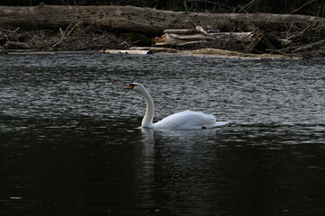 swan on the lake