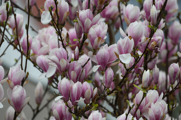 magnolia tree blossom