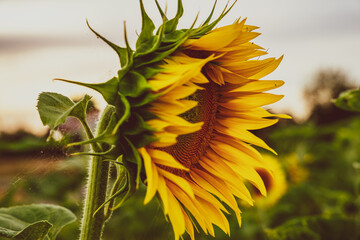 Pole słoneczników, zbliżenie na kwiat słonecznika, żółte płatki, ciepły letni wieczór. © Aneta