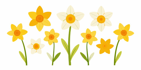 Daffodils on a white background, Daffodils arranged in a row on a white surface.