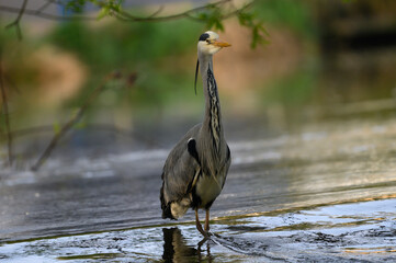 great blue heron