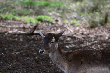 deer in the woods