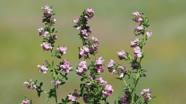 Pink flowers of Field Restharrow plant, Ononis arvensis
