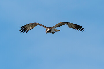 Balbuzard pêcheur, Pandion haliaetus, Western Osprey