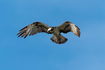 Balbuzard pêcheur, Pandion haliaetus, Western Osprey