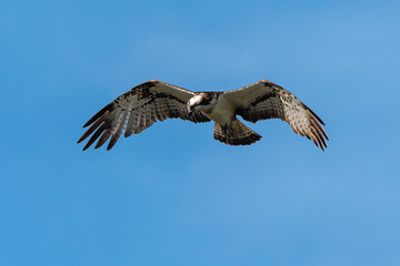 Balbuzard pêcheur, Pandion haliaetus, Western Osprey