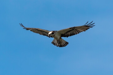 Balbuzard pêcheur, Pandion haliaetus, Western Osprey