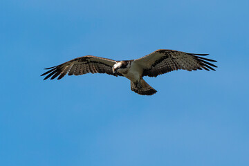 Balbuzard pêcheur, Pandion haliaetus, Western Osprey